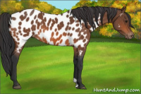 Horse Color:Bay Appaloosa 
