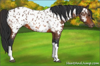 Horse Color:Bay Appaloosa 