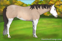 Horse Color:Amber Champagne Roan Splash 