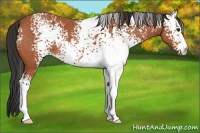 Horse Color:White Spotted Bay Roan 