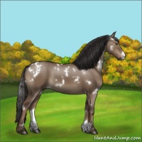 Horse Color:White Spotted Liver Red Dun 
