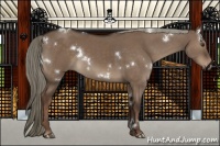 Horse Color:White Spotted Liver Red Dun 