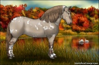 Horse Color:White Spotted Liver Red Dun