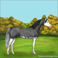 Horse Color:Blue Roan Splash 