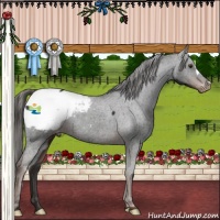 Horse Color:Liver Chestnut Appaloosa 