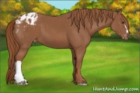 Horse Color:Chestnut Appaloosa