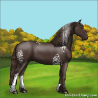 Horse Color:White Spotted Liver Chestnut 