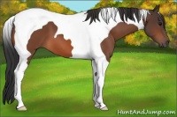 Horse Color:Bay Tobiano 