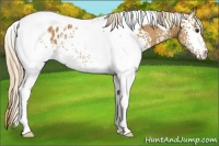 Horse Color:White Spotted Chestnut Tobiano Appaloosa 
