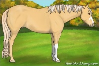 Horse Color:Palomino