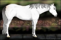 Horse Color:Gray White Spotted Buckskin 