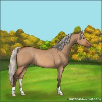 Horse Color:Silver Bay Dun Rabicano 