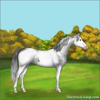 Horse Color:White Spotted Black Splash 