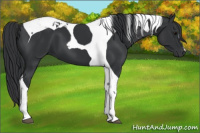 Horse Color:Black Tobiano 