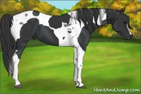 Horse Color:Black Tobiano 