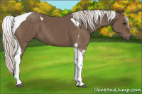 Horse Color:Silver Black Tobiano