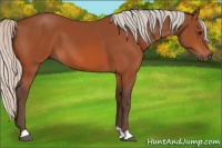 Horse Color:Silver Bay 