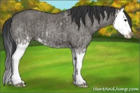 Horse Color:Grullo Splash and Grullo Splash