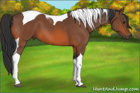 Horse Color:Bay Tobiano 