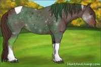 Horse Color:Liver Chestnut Tobiano