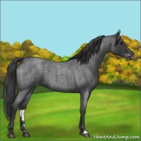 Horse Color:Blue Roan Appaloosa 