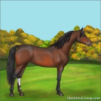 Horse Color:Brown Roan Appaloosa 
