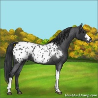 Horse Color:Blue Roan Appaloosa 