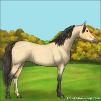 Horse Color:Buckskin Roan