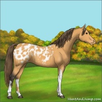 Horse Color:Buckskin Tobiano Appaloosa 