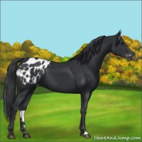 Horse Color:Black Appaloosa 