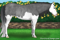 Horse Color:Blue Roan Splash Rabicano