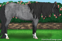 Horse Color:Blue Roan 