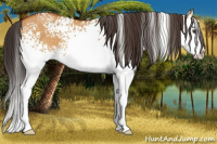 Horse Color:White Spotted Buckskin Dun Splash 