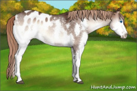 Horse Color:Liver Red Onyx Roan Splash Appaloosa Rabicano 