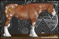 Horse Color:Bay Sabino 