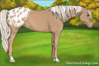 Horse Color:Chestnut Mushroom Appaloosa 