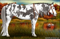Horse Color:White Spotted Smoky Black Splash Appaloosa 