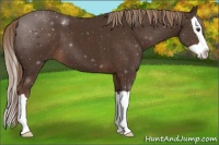 Horse Color:Liver Chestnut Splash 