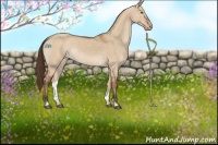 Horse Color:Bay Dun Sabino Appaloosa Rabicano