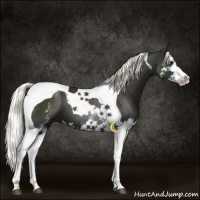 Horse Color:White Spotted Liver Chestnut Splash Tobiano
