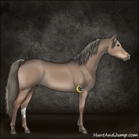 Horse Color:Liver Red Dun Sabino 