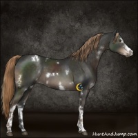 Horse Color:White Spotted Liver Chestnut 