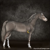 Horse Color:Liver Red Dun Mushroom Sabino 