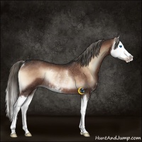 Horse Color:Liver Red Onyx Sabino Splash Rabicano 