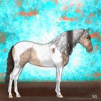 Horse Color:Bay Dun Tobiano Appaloosa