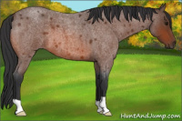 Horse Color:Bay Roan 