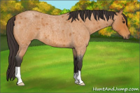Horse Color:Buckskin Roan 