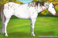 Horse Color:White Spotted Buckskin Roan Splash Appaloosa