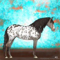 Horse Color:Liver Red Dun Appaloosa 