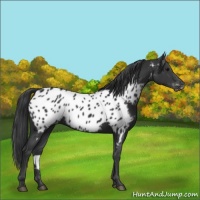Horse Color:Black Appaloosa 